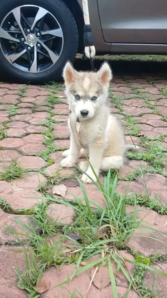 Anakan Husky blue eyes
