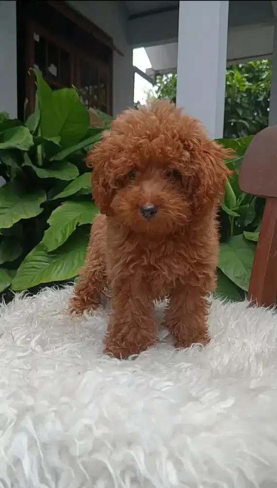 Toy poodle jantan stambum vaksin