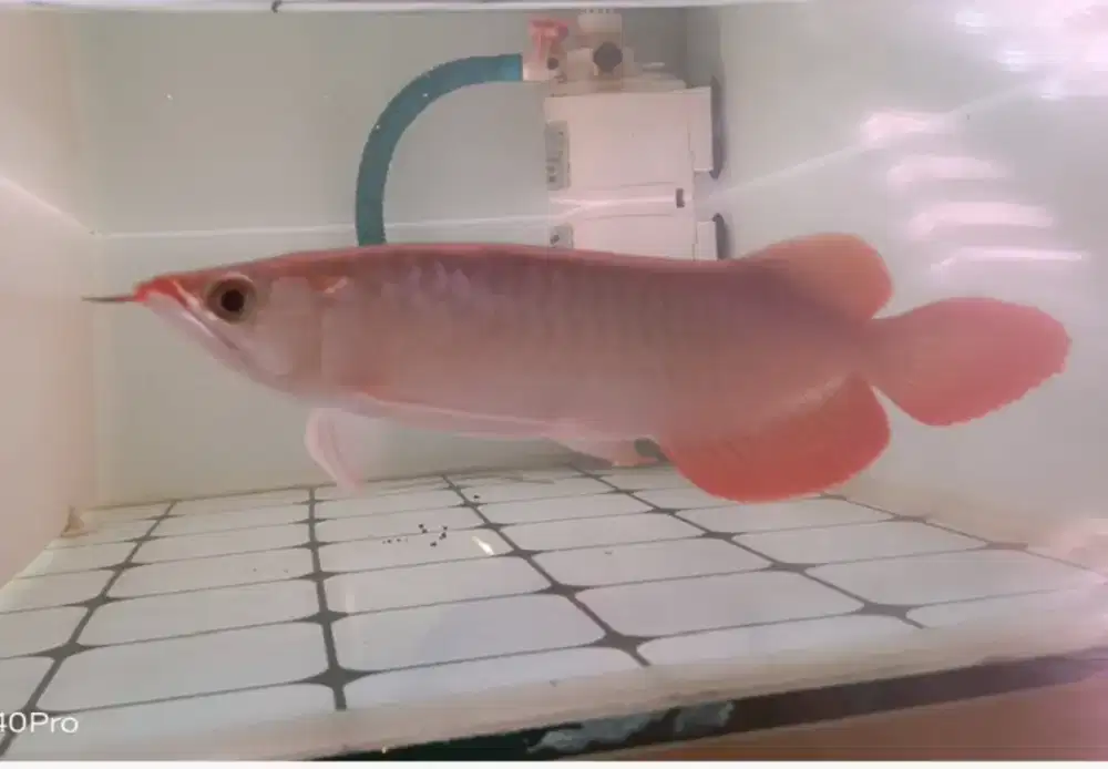 Arwana Super Red 23cm