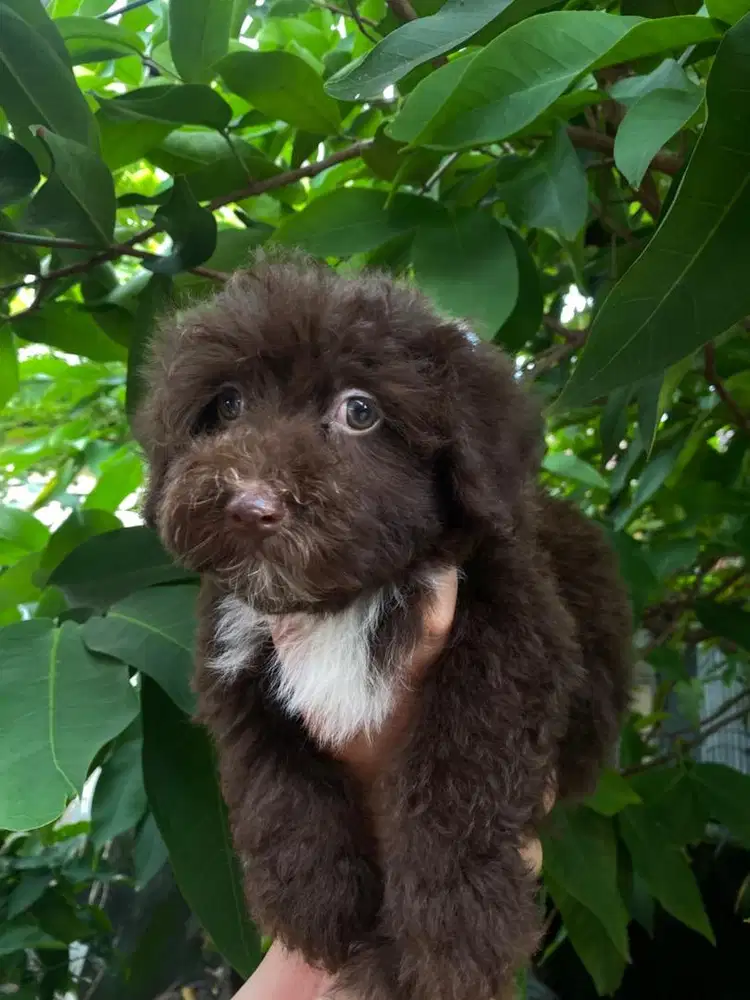 Toy Poodle Coklat