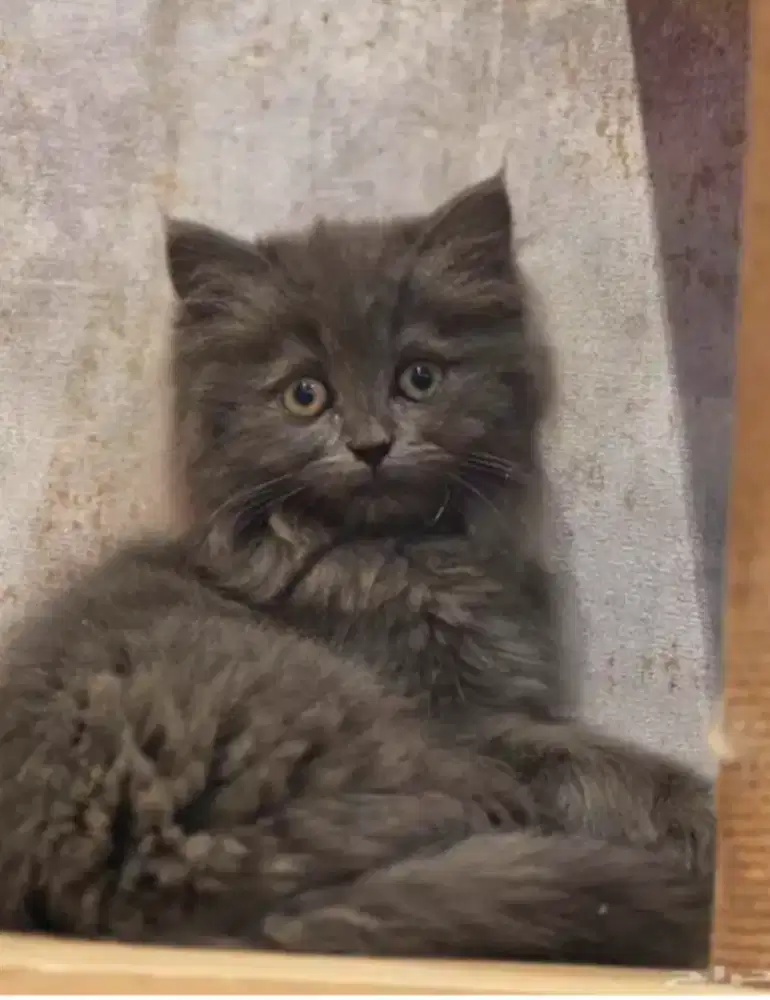 Kucing kitten x British longhair Abusolidd
