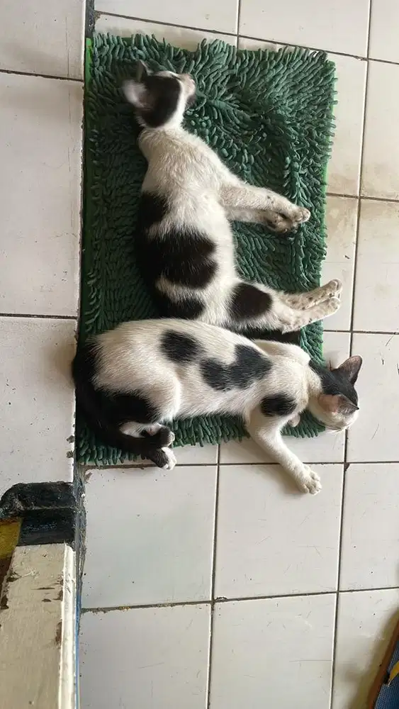 Kucing kampung anak