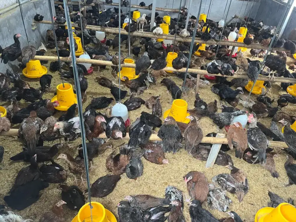 Dibutuhkan 1  ABK buat urus ayam kampung