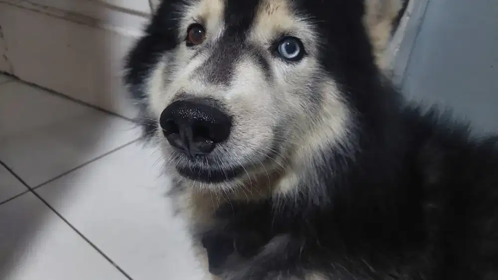 SIBERIAN HUSKY JANTAN