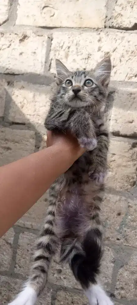 kitten persia mix betina 2,5bulan