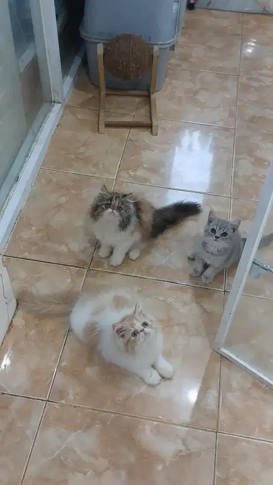 Kitten Peaknose Ready adopt