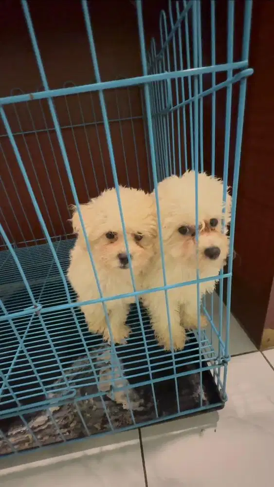 BINCHON PUPPY STAMBUM