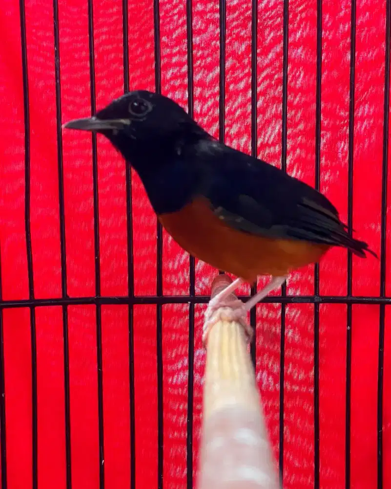 Burung murai pastol jantan non gembung