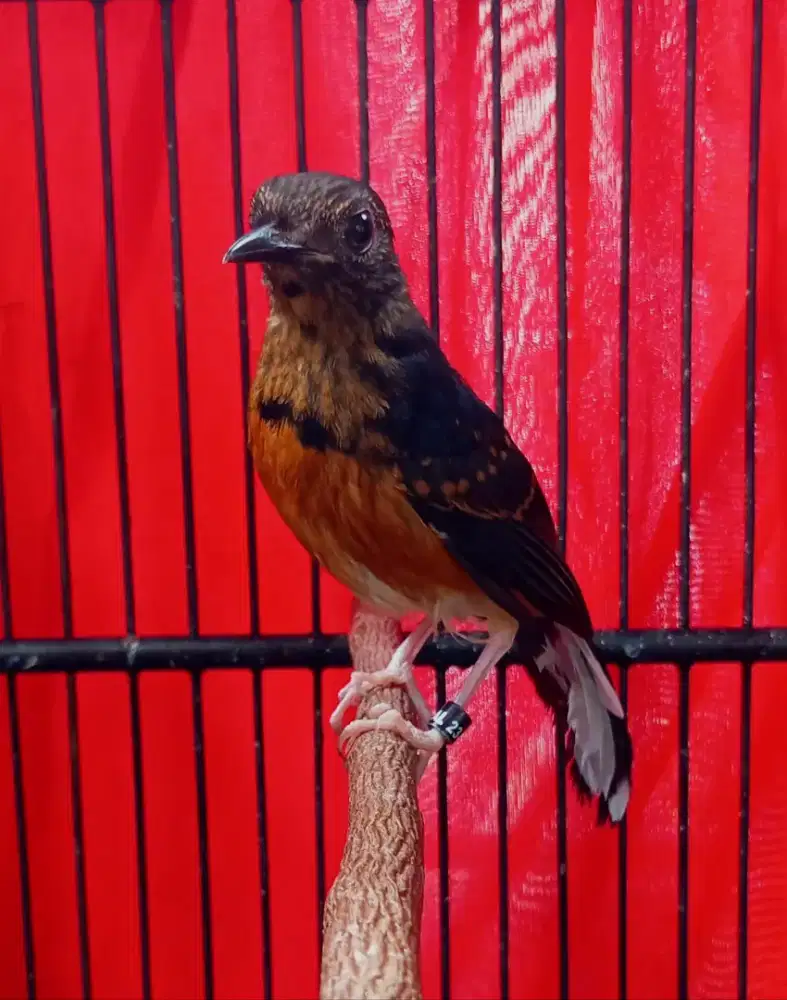 Burung murai trotol jantan non gembung
