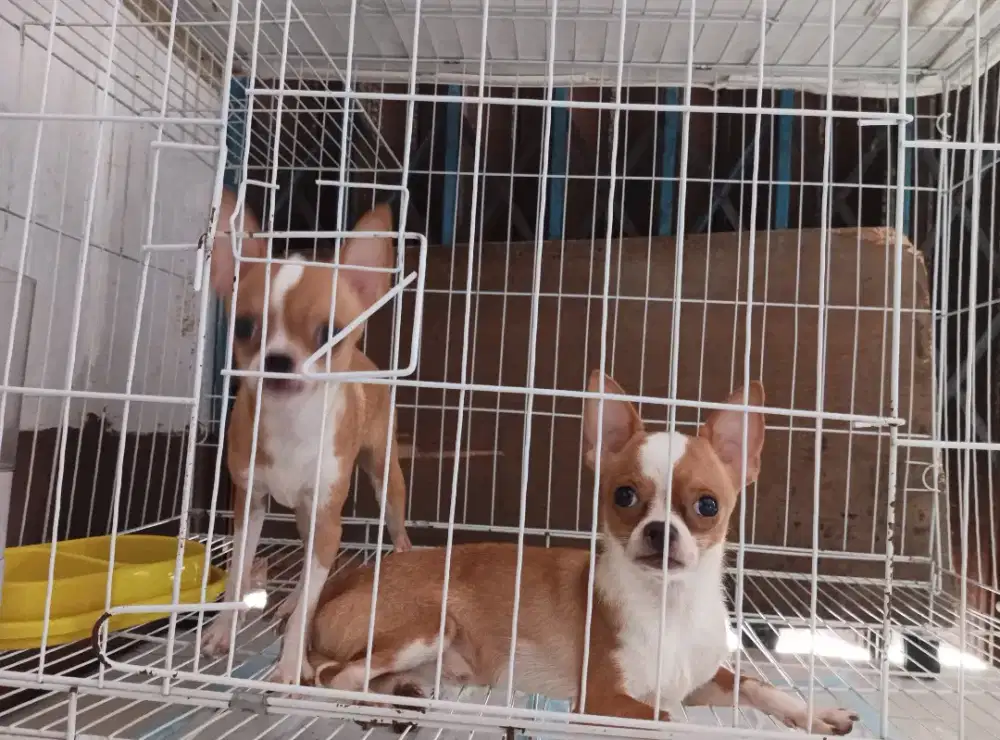 DiJual Cepat SEPASANG Anjing Cihuahua Lincah Sehat Suka Main