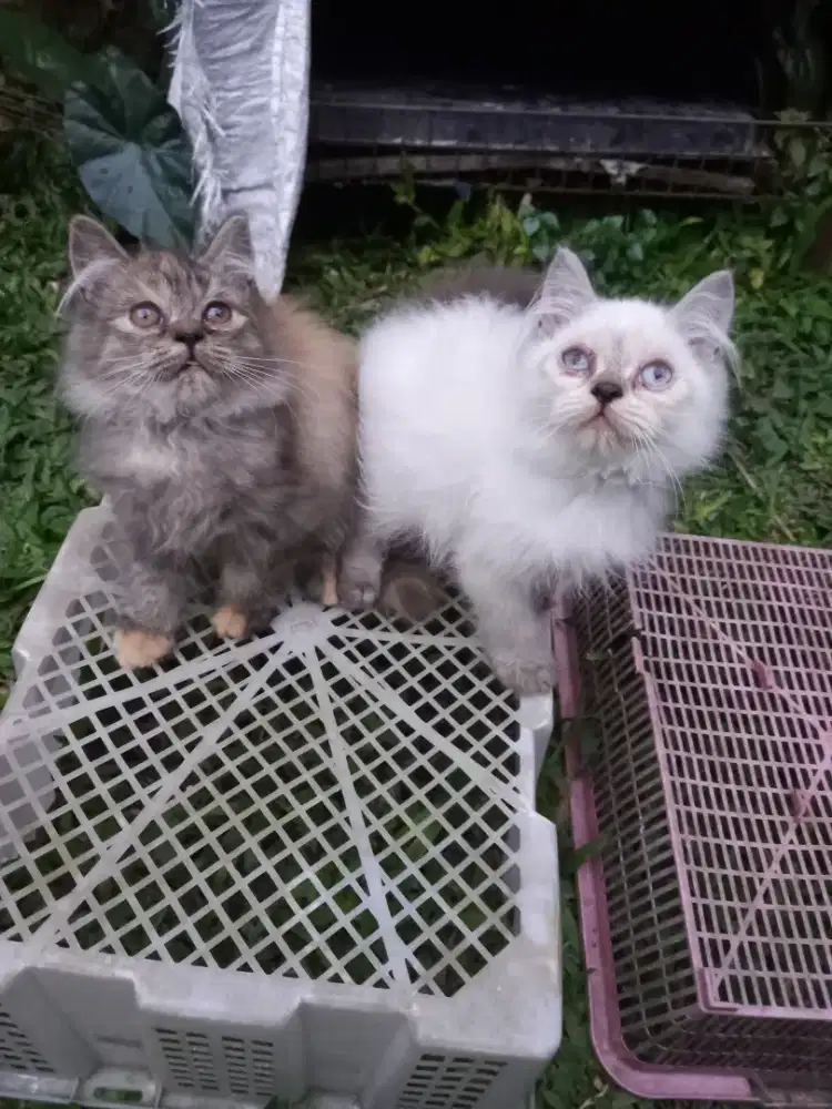 Anak kucing Persia long hair