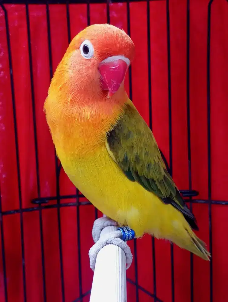 Burung Lovebird Euwing gold dewasa