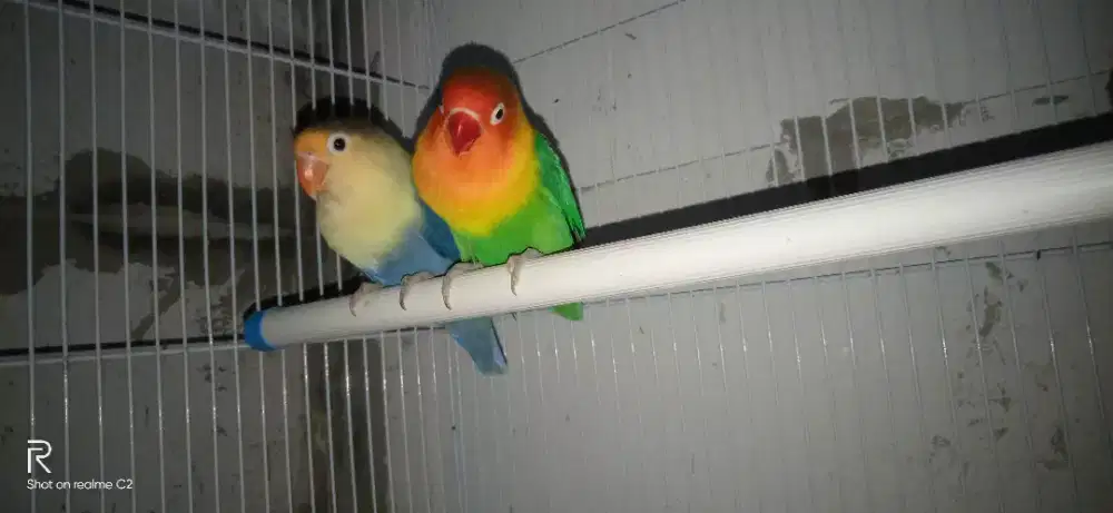 Lovebird produk. Anak-4 ekor