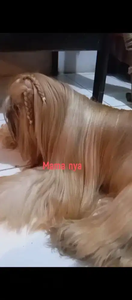 Puppy anjing shihtzu sitzu pom pomeranian