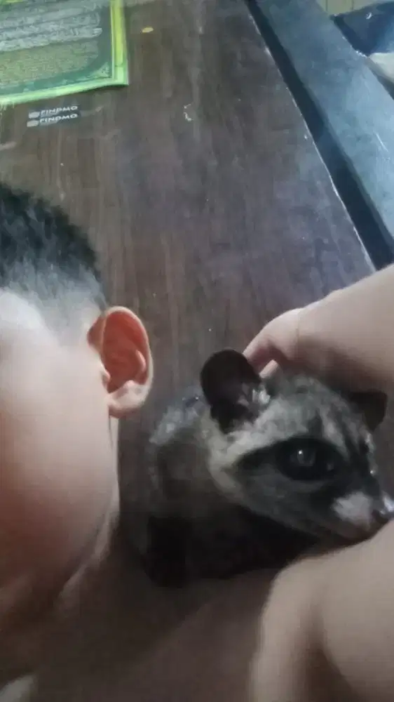 MUSANG PANDAN JINAK JANTAN