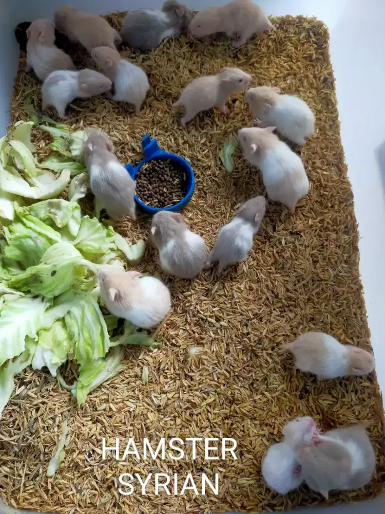 Hamster syrian anakan