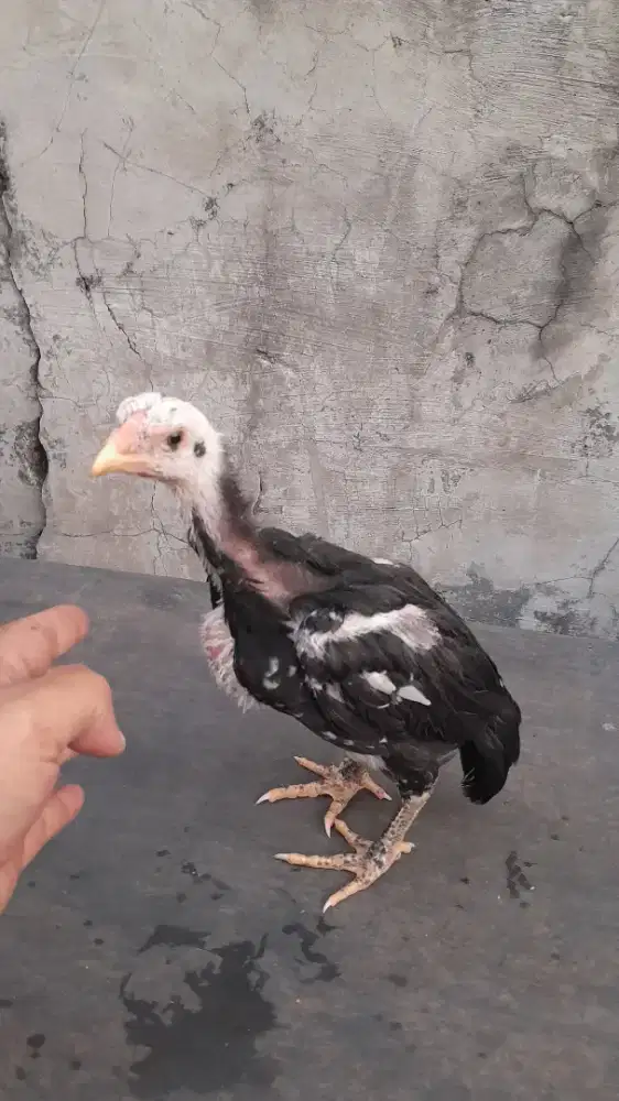 Ayam bangkok usia 1 bulanan