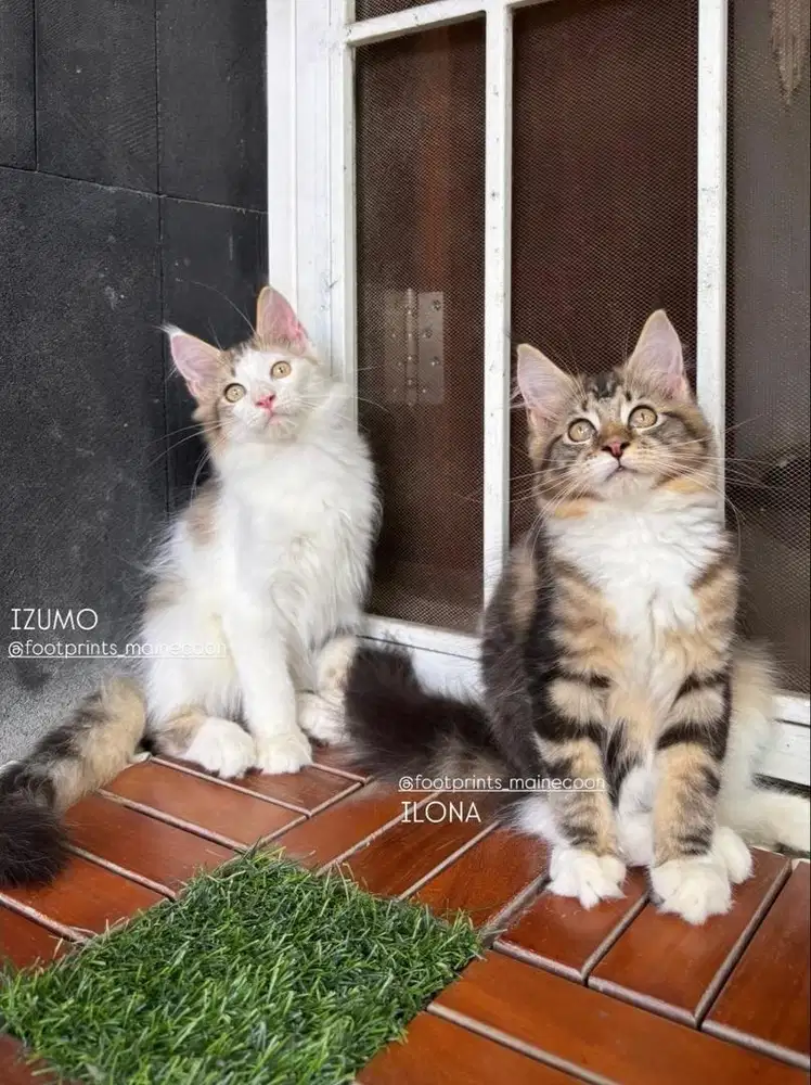 Kitten Mainecoon Kucing Maine coon