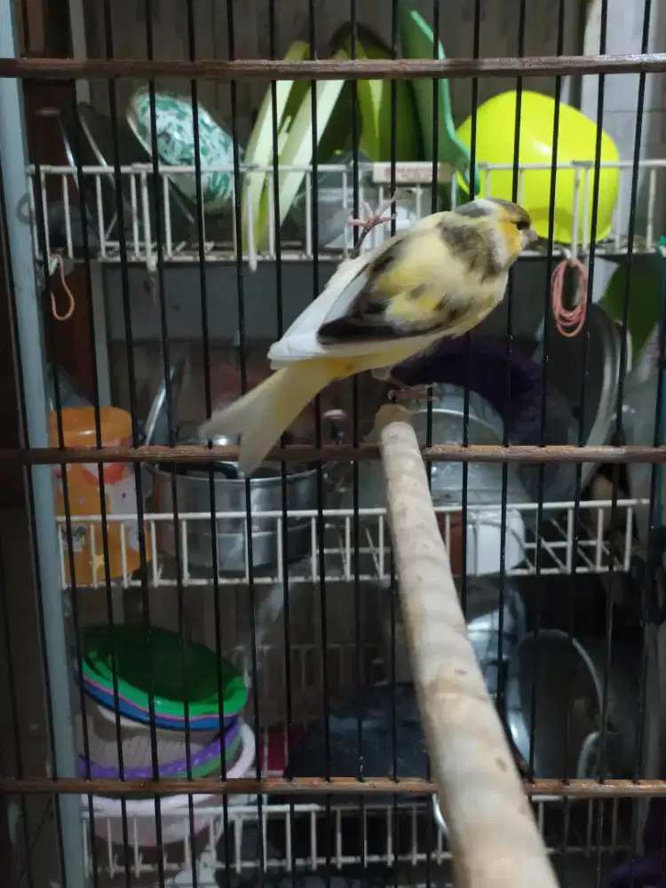 kenari af kuning bon gacor