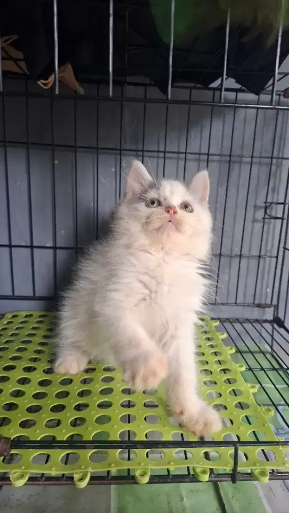Anak kucing anggora/kitten persia jantan/kucing persia jantan