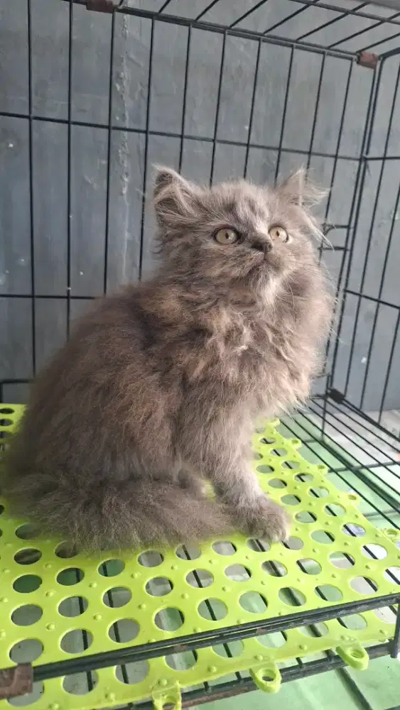 kucing anggora/ kitten persia jantan/kucing persia jantan