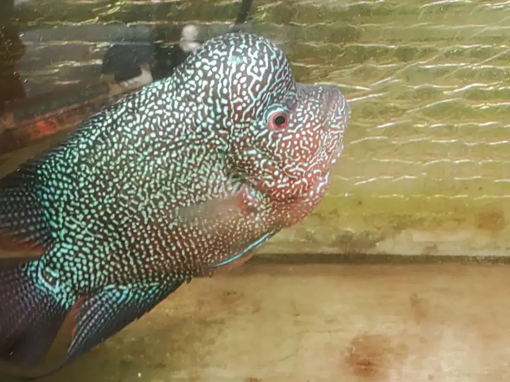 Louhan Cencu ukuran 4jari