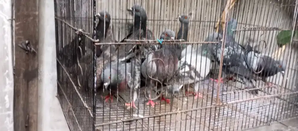 Burung dara borongan