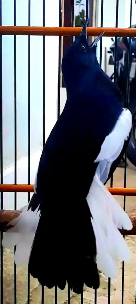 BURUNG KACER GACOR SUPER KOSLET NGOBRA BUKA EKOR