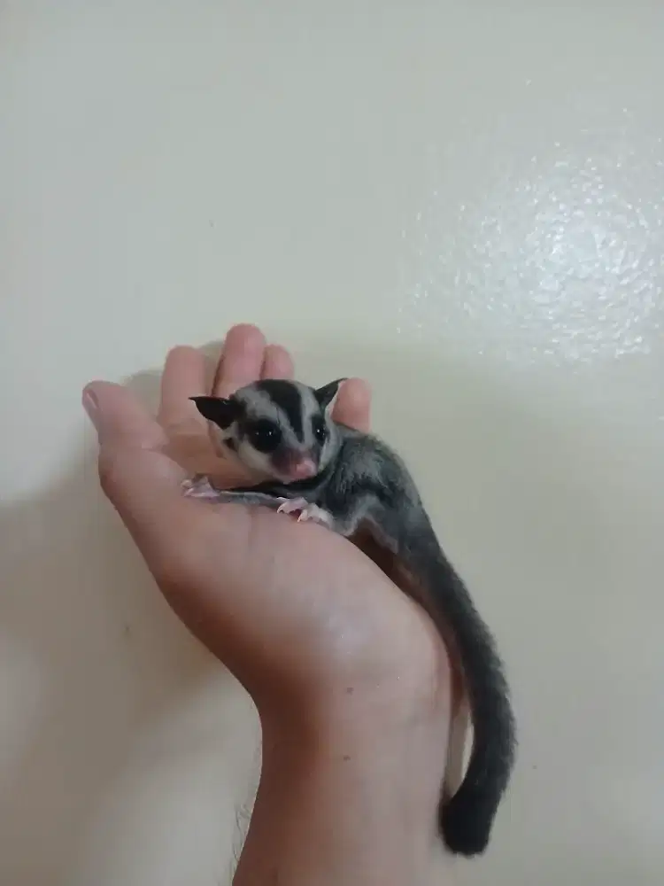 Sugar glider betina