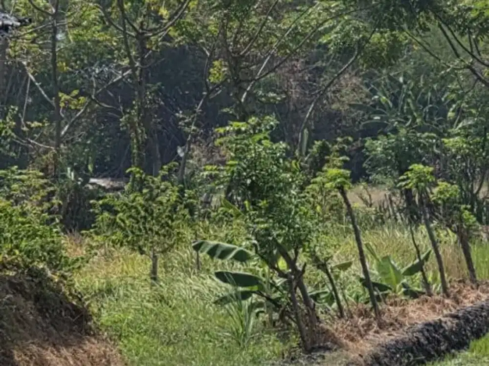 TANAH ASEMKANDANG KRATON PASURUAN (KT19)