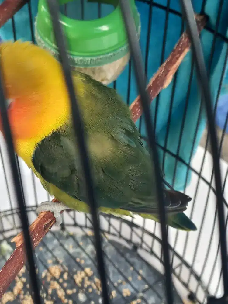 Lb olive + kandang ( no tebok )