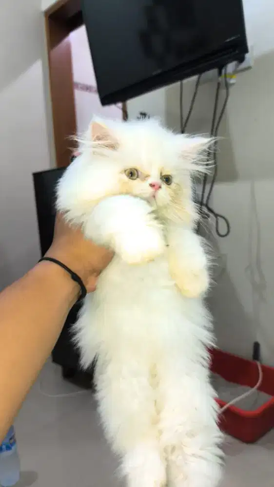 Peaknose Jantan 3 bln Uda vaksin Dan obat cacing