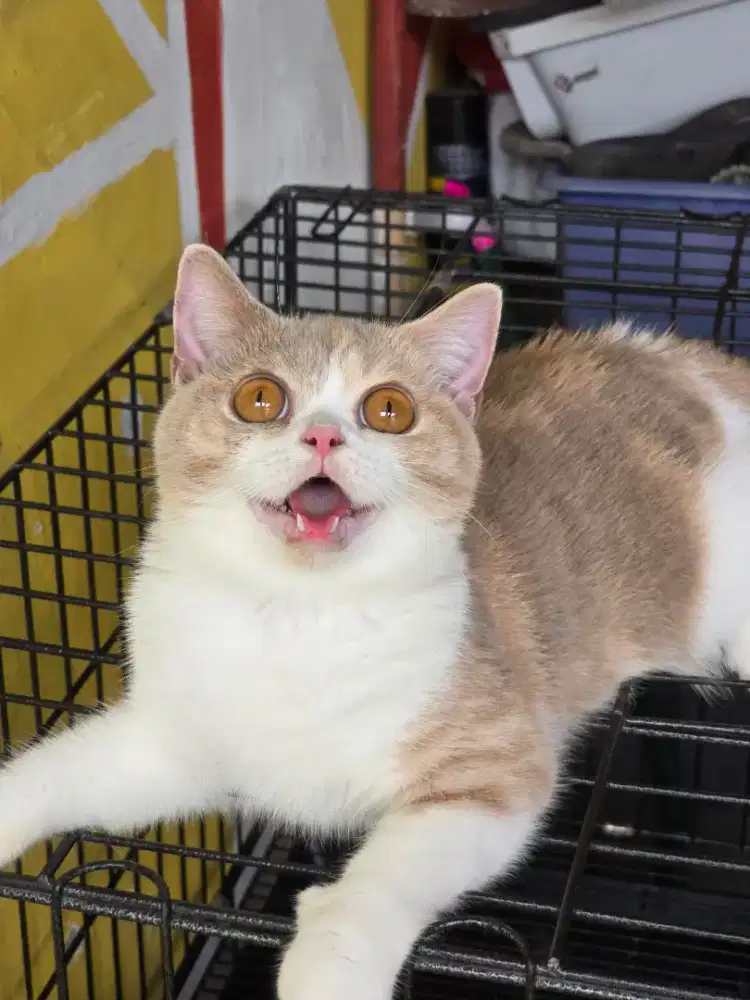 Kucing british shorthair bsh british shorthair