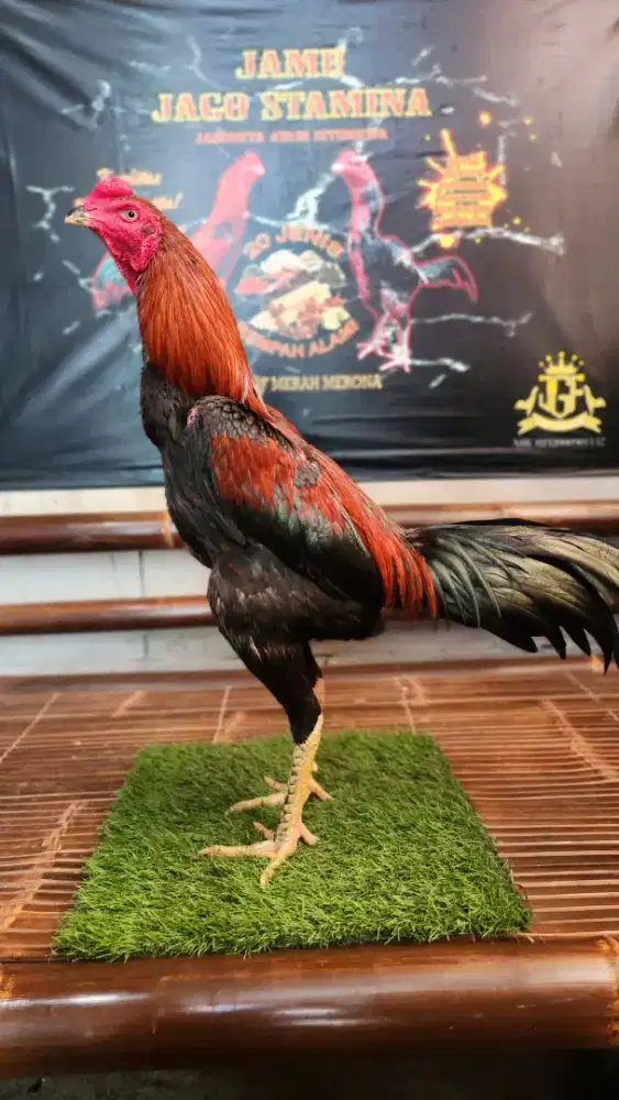Ayam bangkok selatan super triple drumban bervideo