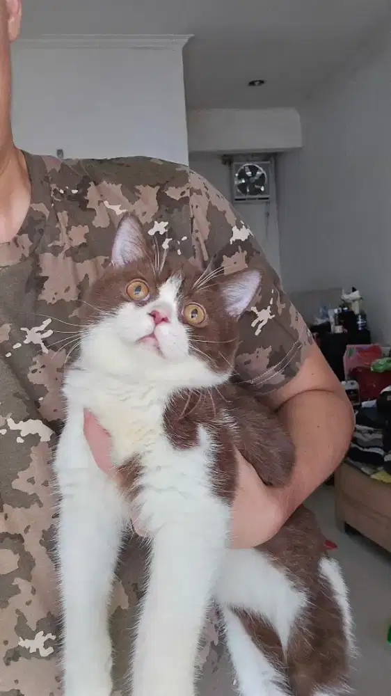 Kucing british shorthair bsh british shorthair