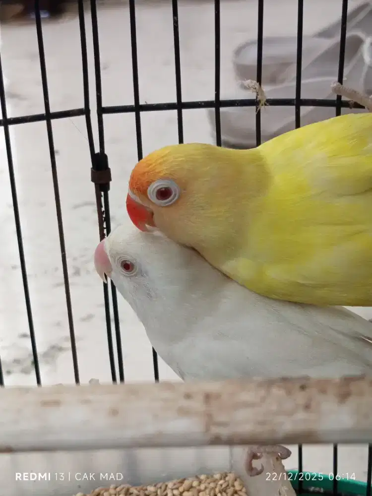 Lb albino mm dan PB cremino mm