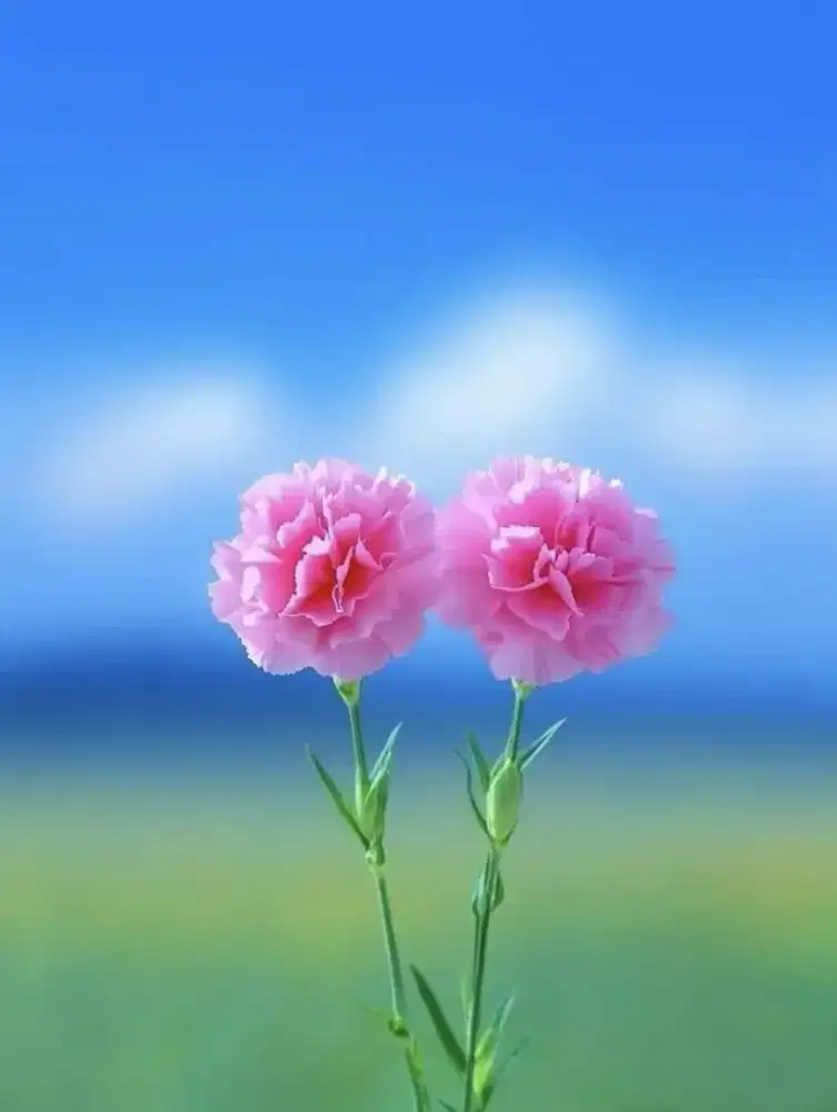 Dibutuhkan art PRT wanita