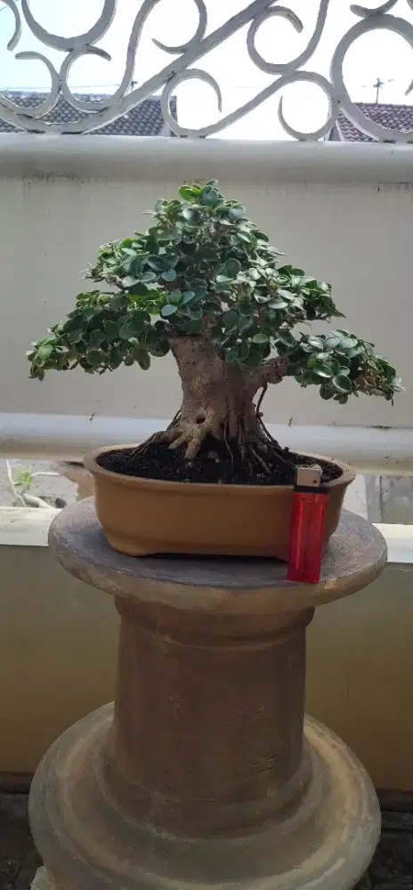 Bonsai iprik okulasi dolar