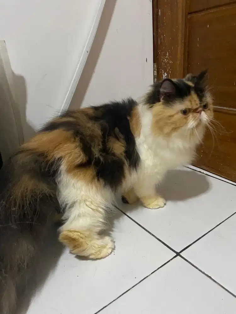 LA peaknose Betina Calico, siap Jadi Induk