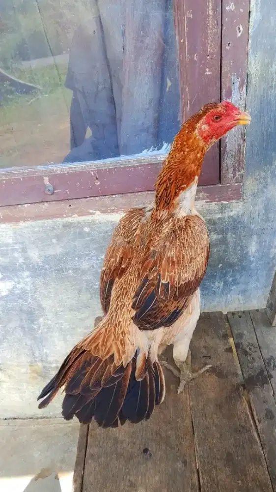 Ayam Bangkok ukurannya besar