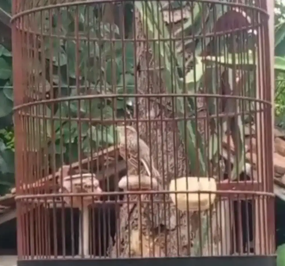 Branjangan parva gacor dorrr