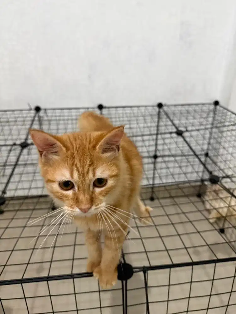 Kucing persia medium