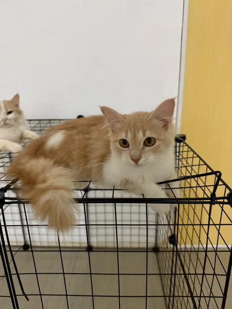 Kucing persia medium