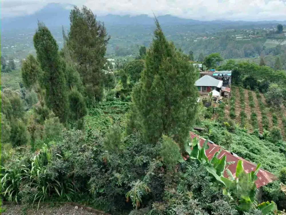 Kebun View Lembah di Kintamani Bangli Bali