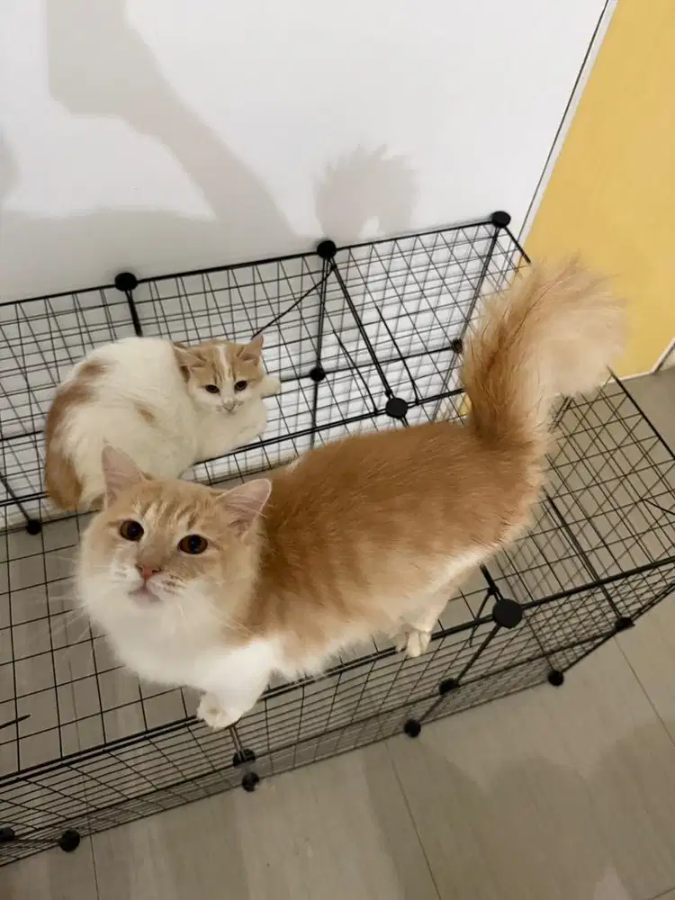 Kucing persia medium