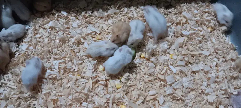 Hamster Winter Pearl