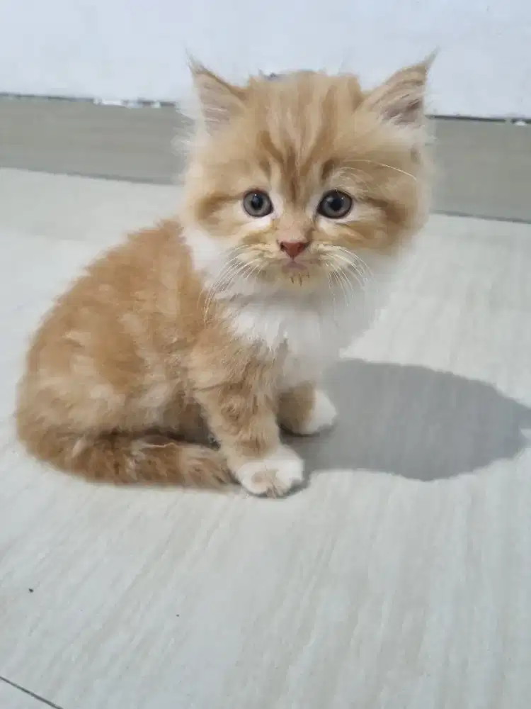 Kucing Kitten Persia