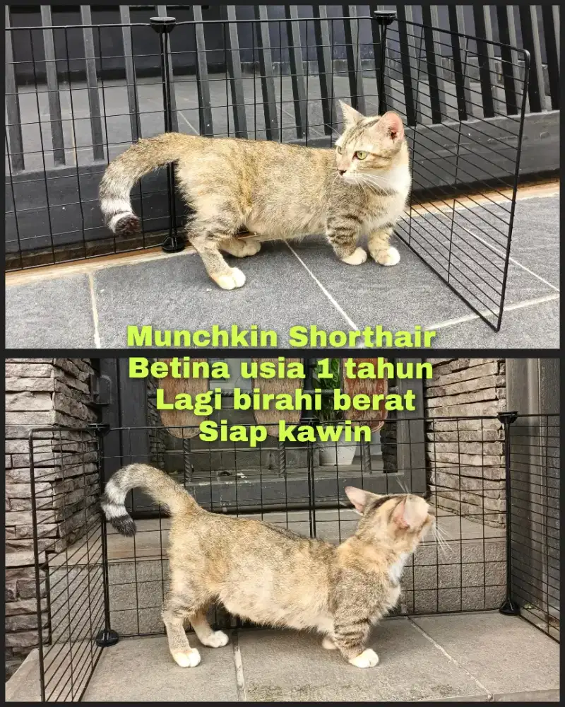 Munchkin ceboll betina birahi