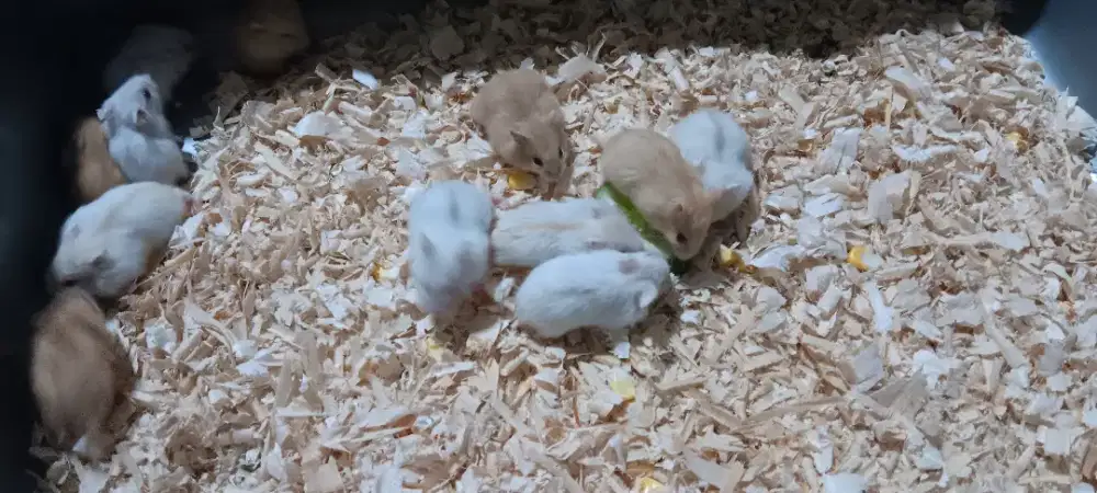 Hamster Winter Golden