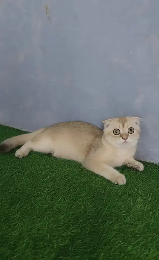 Bsh golden - scotish fold golden